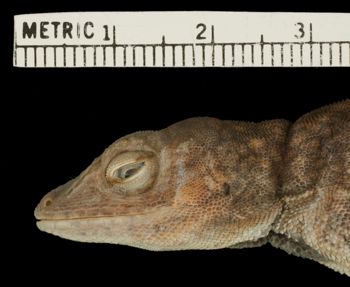 Media type: image;   Herpetology R-78935 Aspect: head lateral